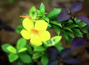 Flowering Prints: Tropical flower, Viti Levu, Fiji, South Pacific