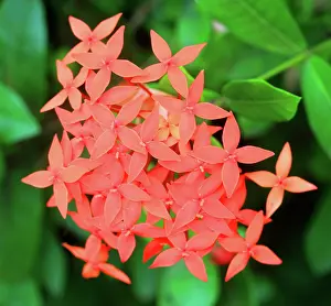 Gardening Prints: Tropical flower, Viti Levu, Fiji, South Pacific