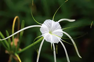 Petals Prints: Tropical flower, Viti Levu, Fiji, South Pacific
