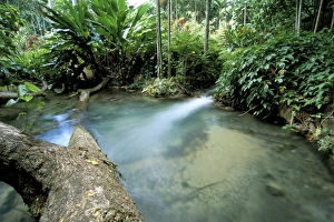 Ocho Rio Prints: Tropical forest