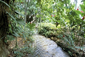 Tropical forest