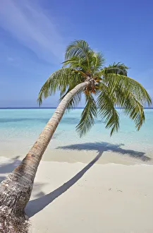 Coconut Palm Prints: A tropical island beachside coconut palm, Gaafu Dhaalu atoll