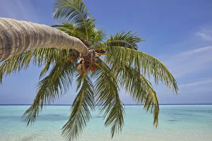 A tropical island beachside coconut palm, Gaafu Dhaalu atoll