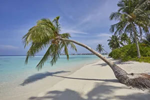 A tropical island beachside coconut palm, Gaafu Dhaalu atoll