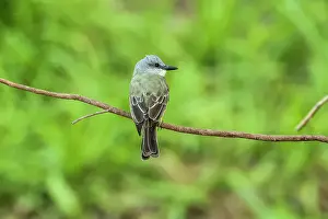 Rica Prints: Tropical Kingbird (Tyrannus melancholicus) large tyrant flycatcher