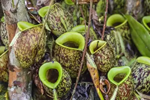 Wild Flower Prints: Tropical pitcher plants (Nepenthes spp) at the Semenggoh Rehabilitation Center, Sarawak