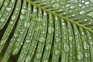 Tropical plant covered with dew by the Mekong River