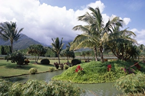 Maui Prints: Tropical plantation garden