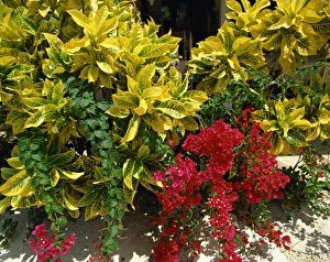 Bougainvillea Prints: Tropical plants, Barbados, West Indies, Caribbean, Central America