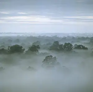 Rain Forest Prints: Tropical rain forest at dawn, Raleighvallen Voltzberg National Park, Suriname