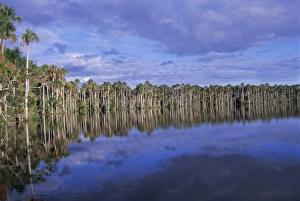 Rain Forest Prints: Tropical rainforest