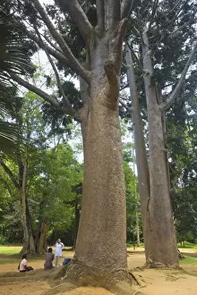 Tropical tree with large smooth trunk in the 60 hectare Royal Botanic Gardens at Peradeniya
