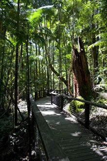 Tropical trees on Fraser Island, UNESCO World Heritage Site, Queensland, Australia, Pacific
