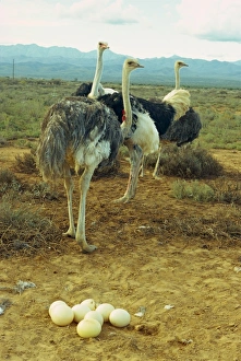 Ostriches Prints: A troupe of ostriches with their progeny