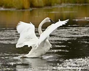 Images Dated 17th September 2009: Trumpeter Swan (Cygnus buccinator) stretching its wings on a pond, Tok Cutoff