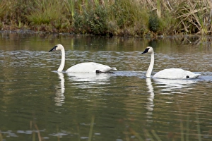 Images Dated 4th September 2009: Trumpeter swan (Cygnus buccinator) pair, Potter Marsh, Alaska, United States of America