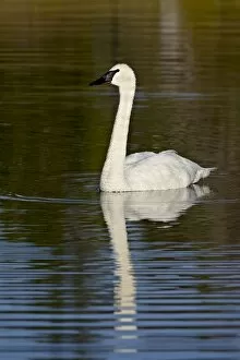 Images Dated 20th August 2009: Trumpeter swan (Cygnus buccinator) swimming, Denali Highway, Alaska, United States of America