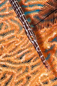 Textured Prints: Trumpetfish (Aulostomidae), Sulawesi, Indonesia, Southeast Asia, Asia