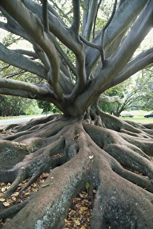 North Island Prints: Trunk and roots of a tree in Domain Park