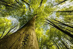 Tree Canopy Prints: Trunks and canopy of beech trees (Fagus sylvatica), Kent, England, United Kingdom, Europe