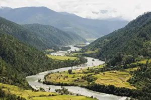 Rice Fields Prints: Tsang Chhu river, Punakha, Bhutan, Himalayas, Asia