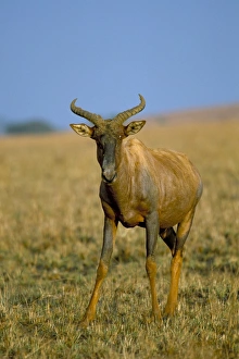 Tsessebe (Damaliscus lunatus)