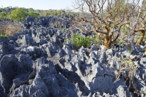 Tsingy de Bemaraha Strict Nature Reserve, UNESCO World Heritage Site, near the western coast in Melaky Region, Madagascar, Africa