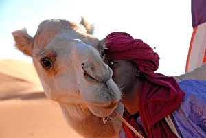 Tuareg Prints: Tuareg and dromedary, Sebha, Ubari, Libya, North Africa, Africa