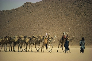 Tuareg Prints: Tuareg people leading camel train across desert, Algeria, North Africa, Africa