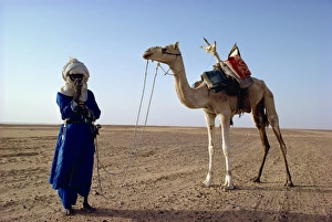 Tuareg Prints: Tuareg tribesman and camel, Niger, Africa