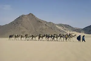 Tuareg Prints: Tuareg and wife leading camel train through the desert near Djanet, Algeria, North Africa