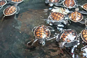 A tub full of green sea turtle hatchlings (Chelonia mydas), Tangkoko National Preserve on Sulawesi Island, Indonesia, Southeast Asia, Asia