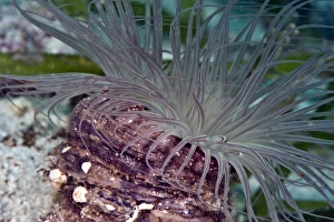 Sea Bed Prints: Tube anemone (Boloceroides sp), Philippines, Southeast Asia, Asia
