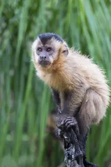Brazilian Prints: Tufted capuchin (Cebus apella) (brown capuchin) (black-capped capuchin) in a palm tree