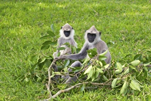Anuradhapura Prints: Tufted gray langurs (semnopithecus priam), Anuradhapura, Sri Lanka