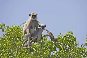 Tree Branch Prints: Tufted Grey Langur mother and baby (semnopithecus priam)