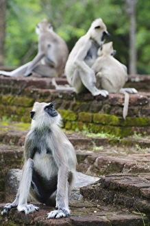 Polonnaruwa Prints: Tufted grey langurs (Semnopithecus priam)