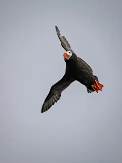 Beak Prints: Tufted puffin flying above the Bering Sea in Alaska