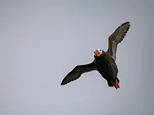 Beak Prints: Tufted puffin flying over the Bering Sea near Baby Islands during daylight hours in Alaska