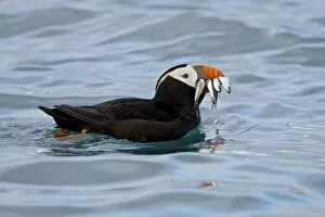 Images Dated 9th September 2009: Tufted Puffin (Fratercula cirrhata) with fish in its beak, Homer, Alaska