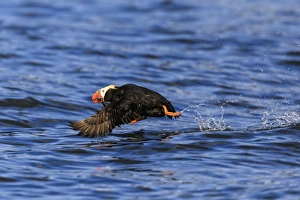 Sitka Prints: Tufted puffin (Fratercula cirrhata) in flight over the sea, with catch, Sitka Sound