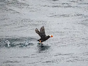 Beak Prints: Tufted puffin takes flight over water in the Bering Sea, Alaska during a sunny day
