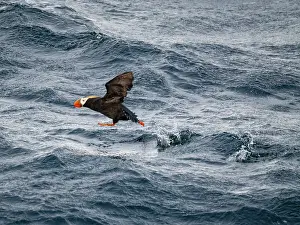 Beak Prints: Tufted puffin takes flight over the water in the Bering Sea in Alaska