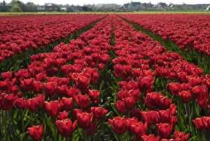 Netherland Prints: Tulip bulb fields