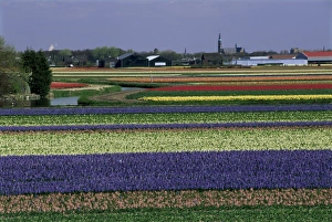 Tulip Field Prints: Tulip fields
