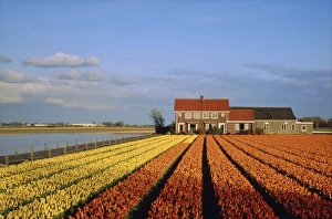 Tulip fields