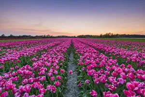 Tulipa Prints: Tulip fields around Lisse, South Holland, The Netherlands, Europe