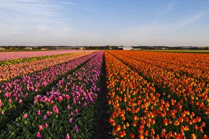 Tulip fields around Lisse, South Holland, The Netherlands, Europe