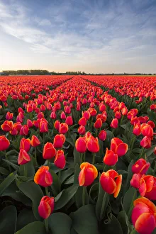 Tulip fields around Lisse, South Holland, The Netherlands, Europe
