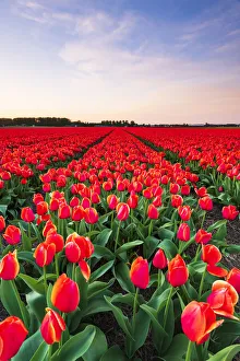 Tulip fields around Lisse, South Holland, The Netherlands, Europe
